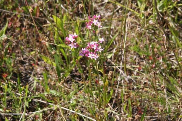 Grass Pink