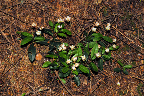 Menzies' Pipsissewa