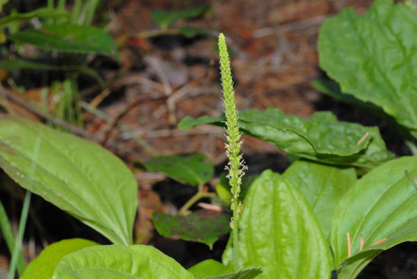 Broadleaf Plantain