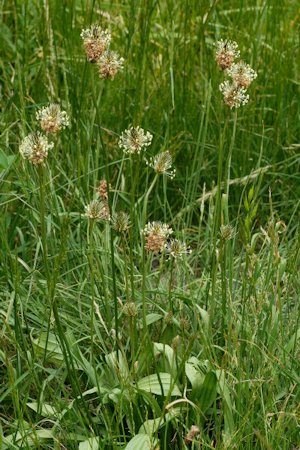 English Plantain