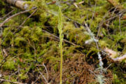 Plantain, Rattlesnake