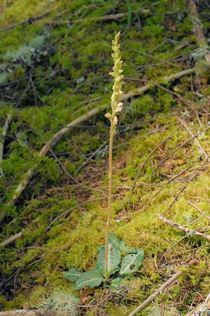 Rattlesnake Plantain