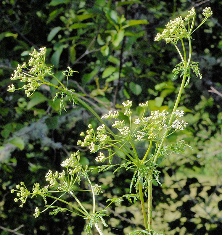 Poison Hemlock