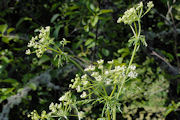 Poison Hemlock