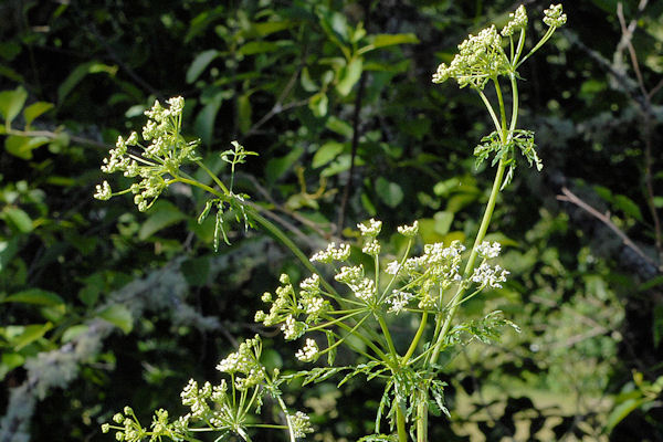 Poison Hemlock