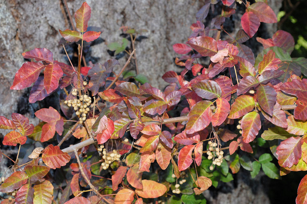 Poison Oak