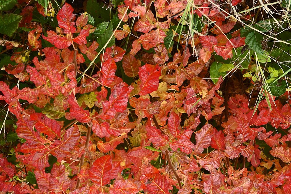 Poison Oak