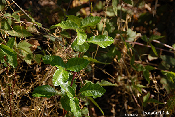 poison oak vine pictures. Poison Oak