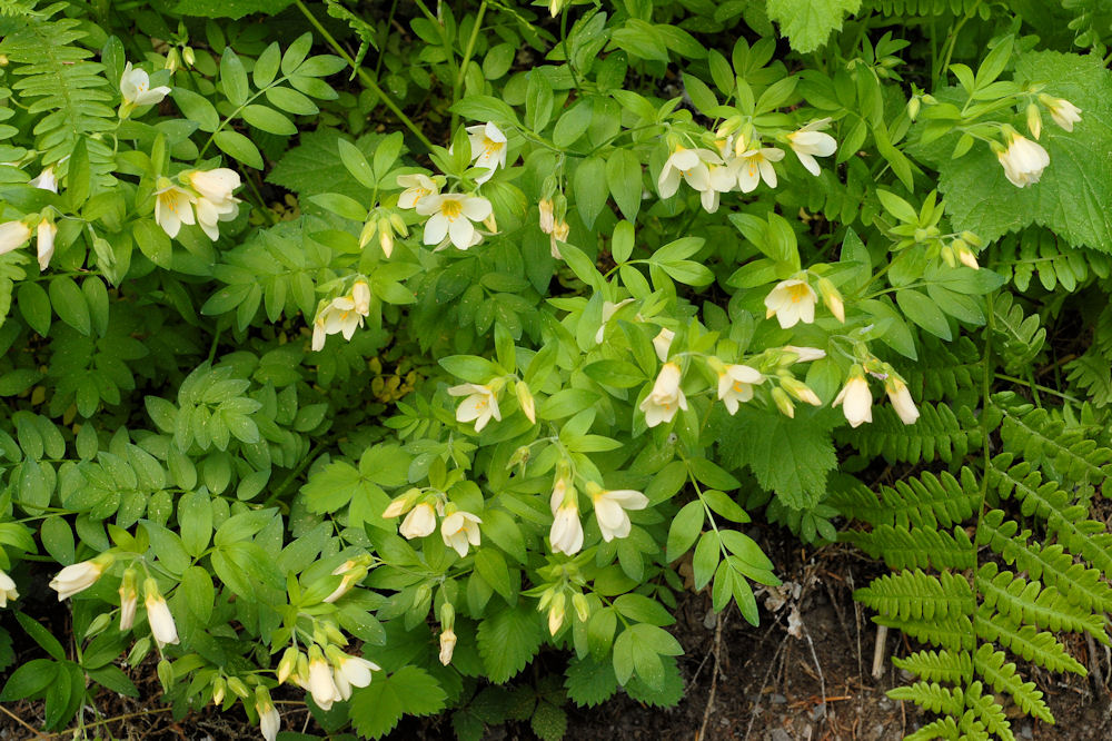 Salmon Polemonium 