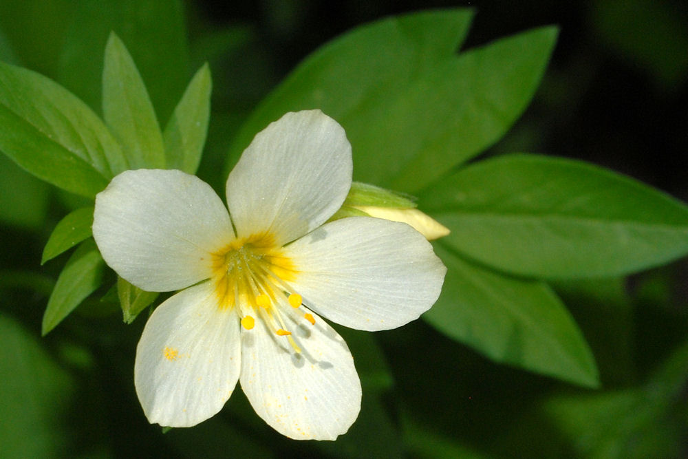 Salmon Polemonium 