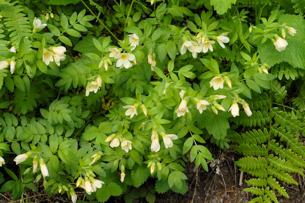 Salmon Polemonium