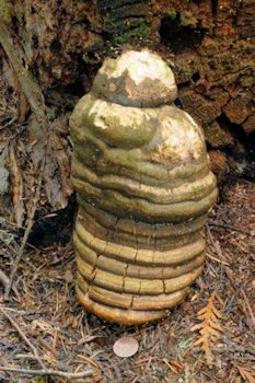 Larch Polypore