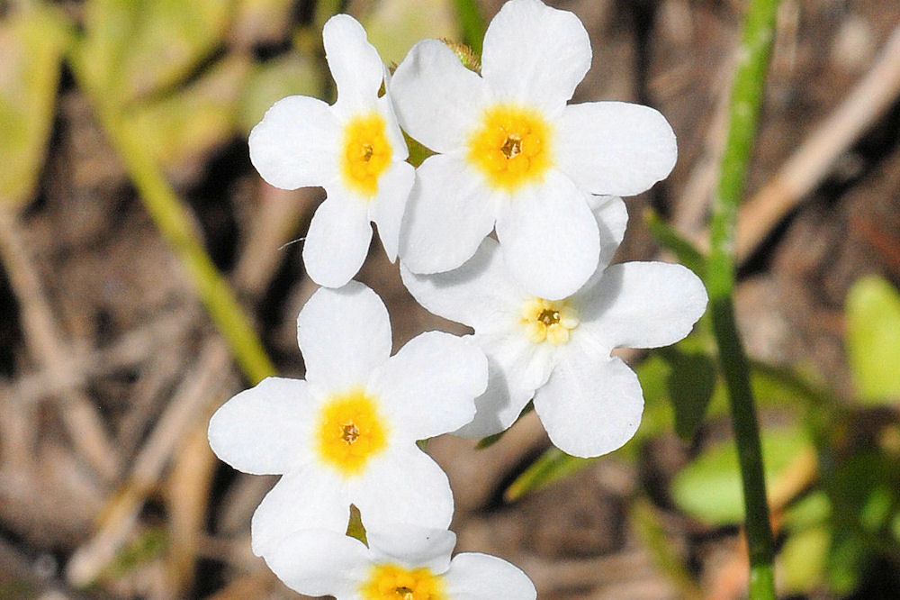 Fragrant Popcorn Flower 