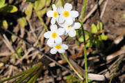 Popcorn Flower, Fragrant