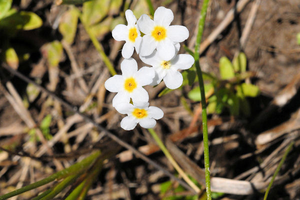 Fragrant Popcorn Flower