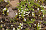 Popcorn Flower, Rusty