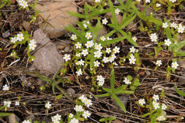 Rusty Popcorn Flower