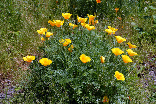 California Poppy