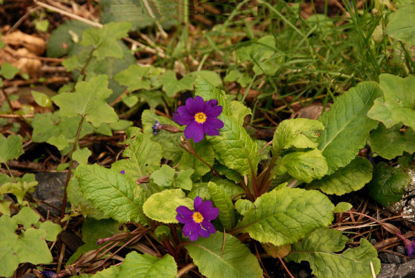 Wedge-Leaf Primrose