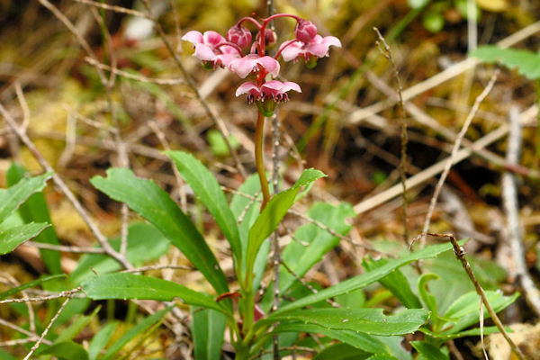 Western Prince's Pine