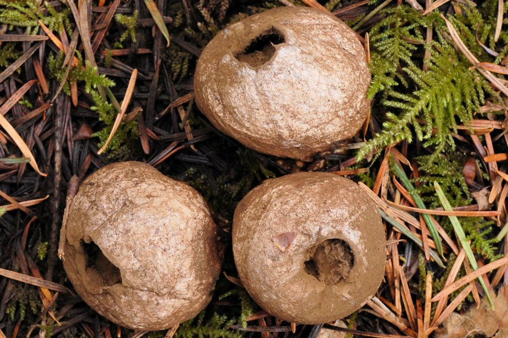 Gem Studded Puffball