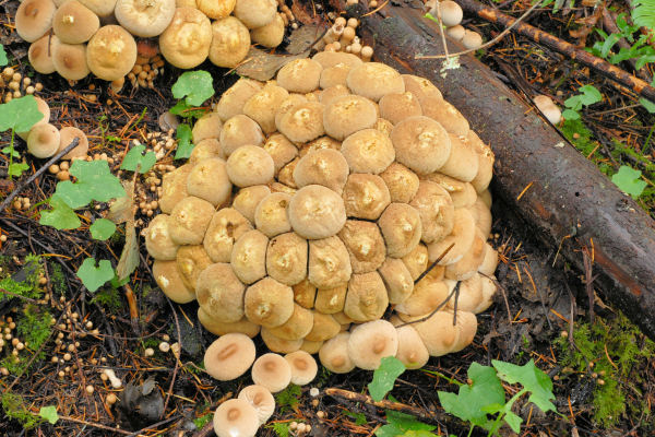 Gem Studded Puffball