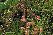 Pyrola, Heart-leaved