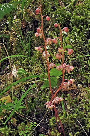 Heart-leaved Pyrola