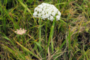 Queen Anne's Lace