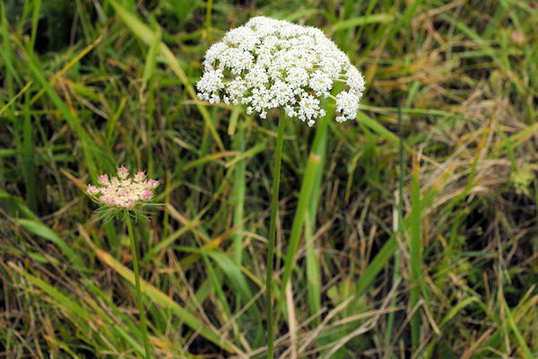 Queen Anne's Lace