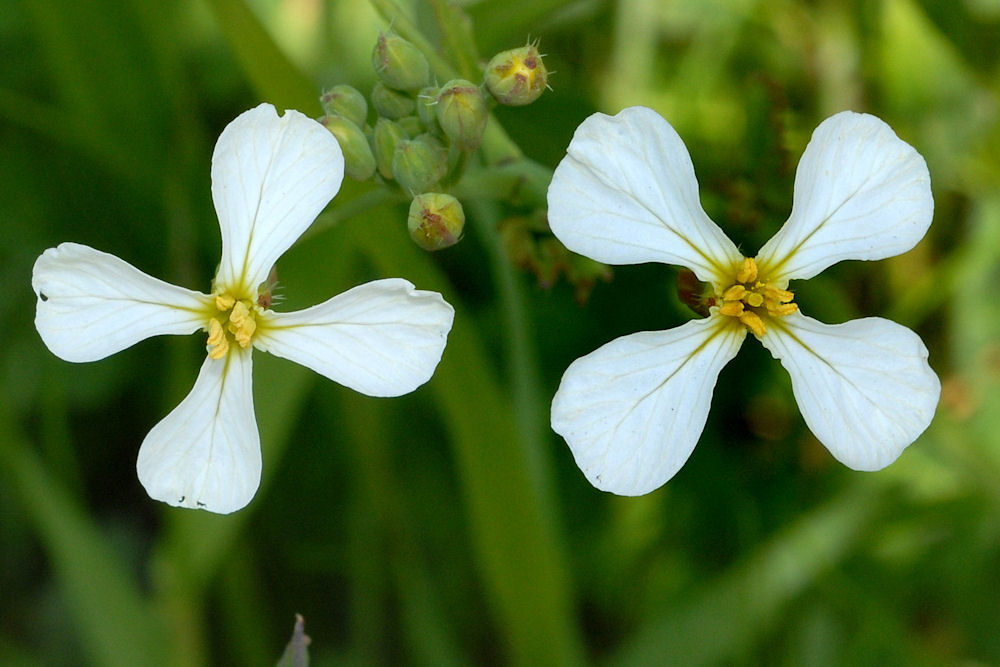 Wild Radish