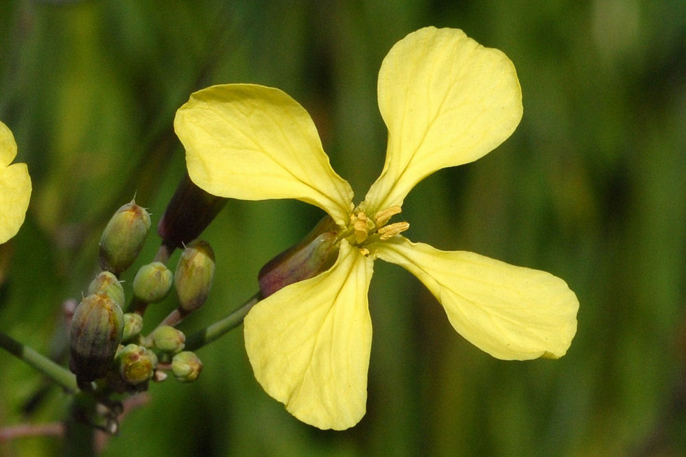 Wild Radish