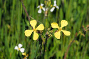 Radish, Wild