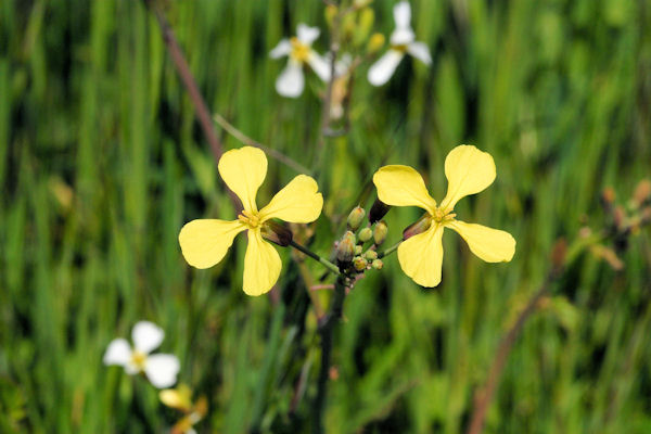 Wild Radish