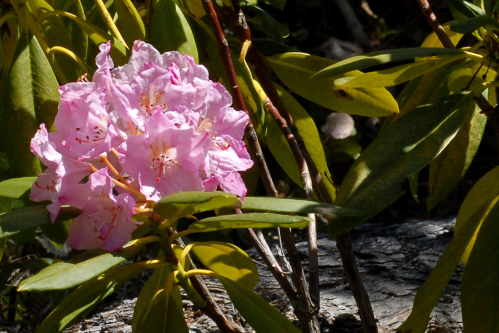 Pacific Rhododendron