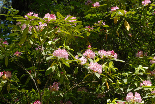 Pacific Rhododendron