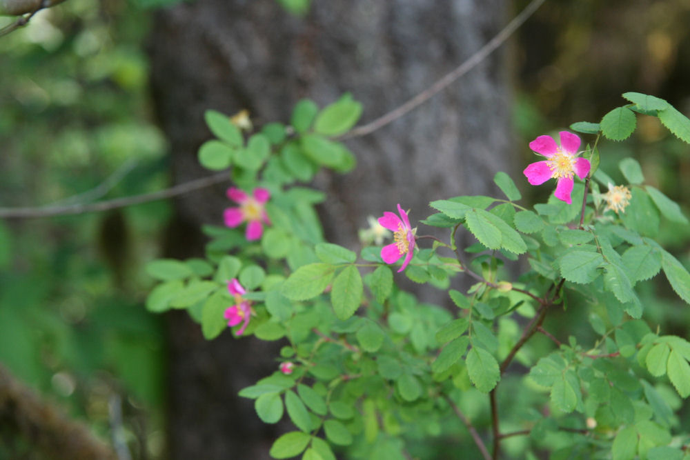 Baldhip Rose