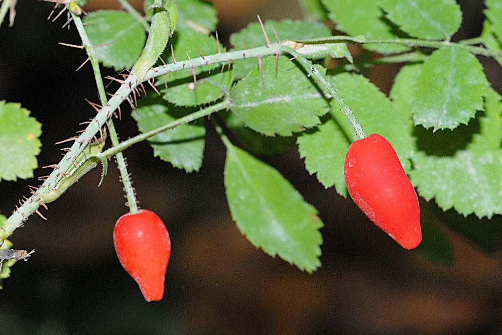 Baldhip Rose