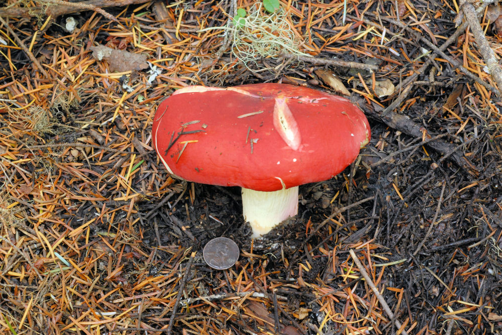 Shellfish Scented Russula 