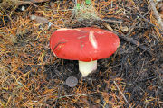 Russula, Shellfish Scented