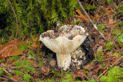 Russula, -Short Stalked White