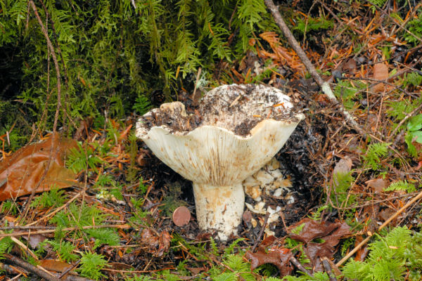 Short Stalked White Russula
