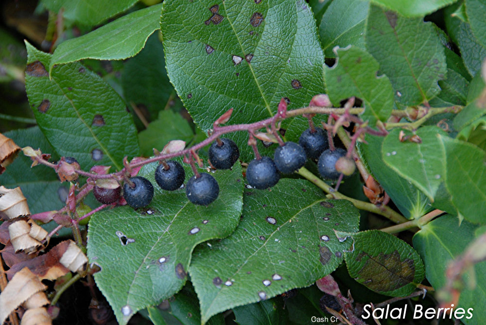 Salal Berries