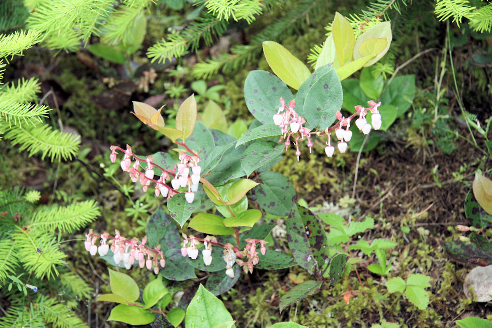 Salal 