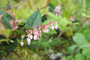 Salal