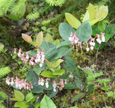 Salal