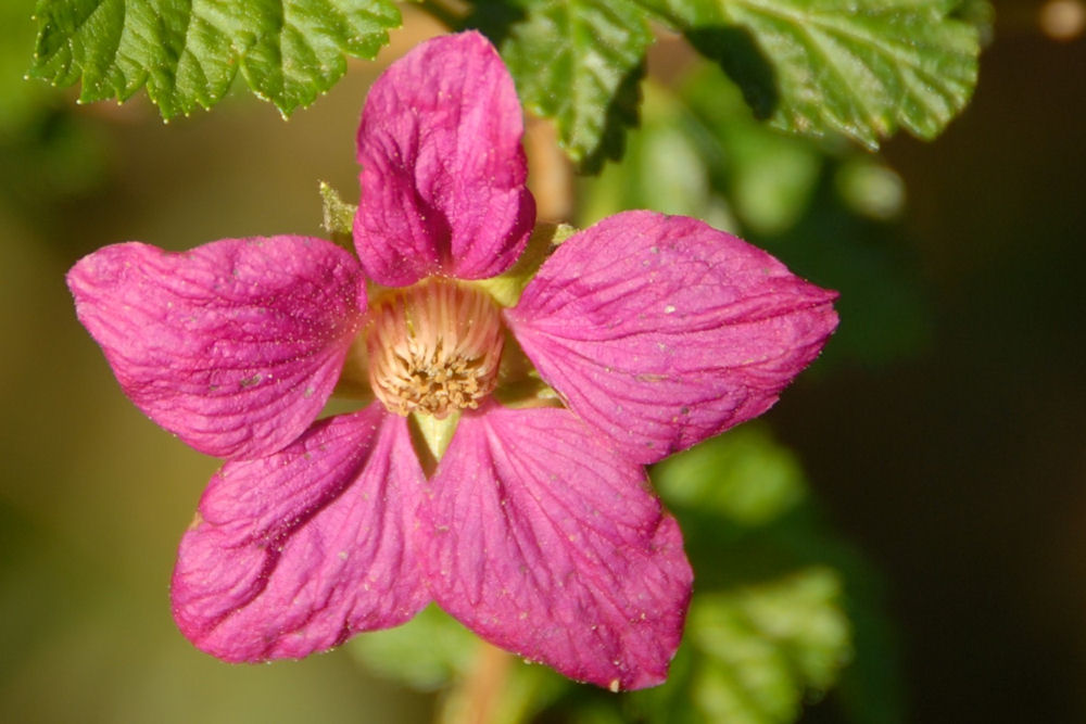 Salmonberry Fruit