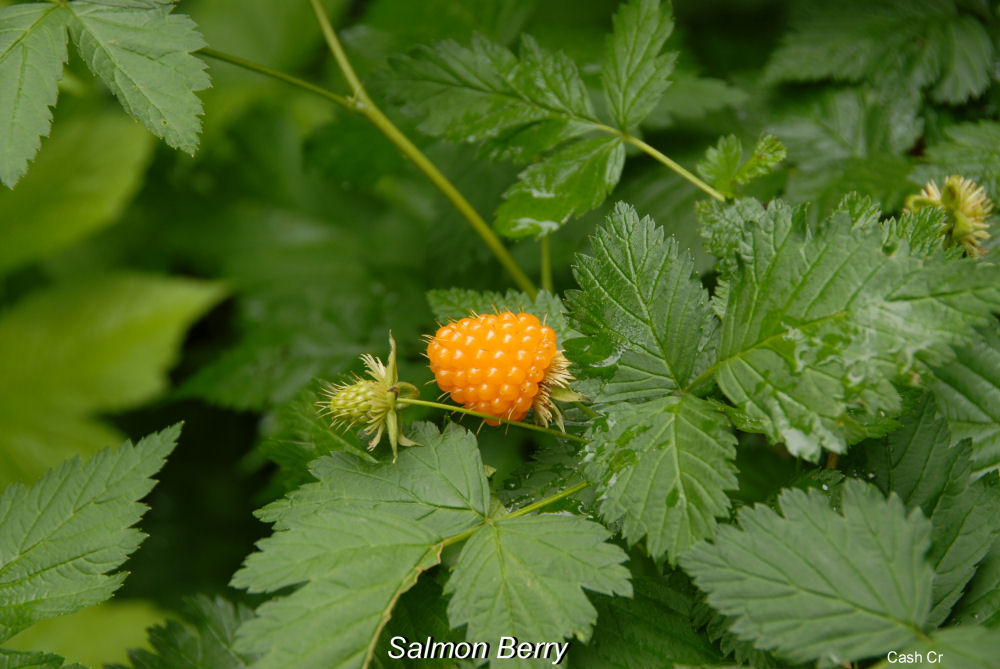 Salmonberry Fruit