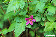 Salmonberry