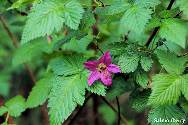 Salmonberry